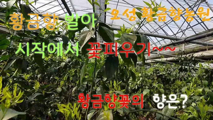 황금향 재배 개화기 관리 수분 수정 과실 비대_6