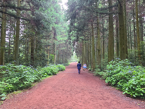 제주 사려니숲길
