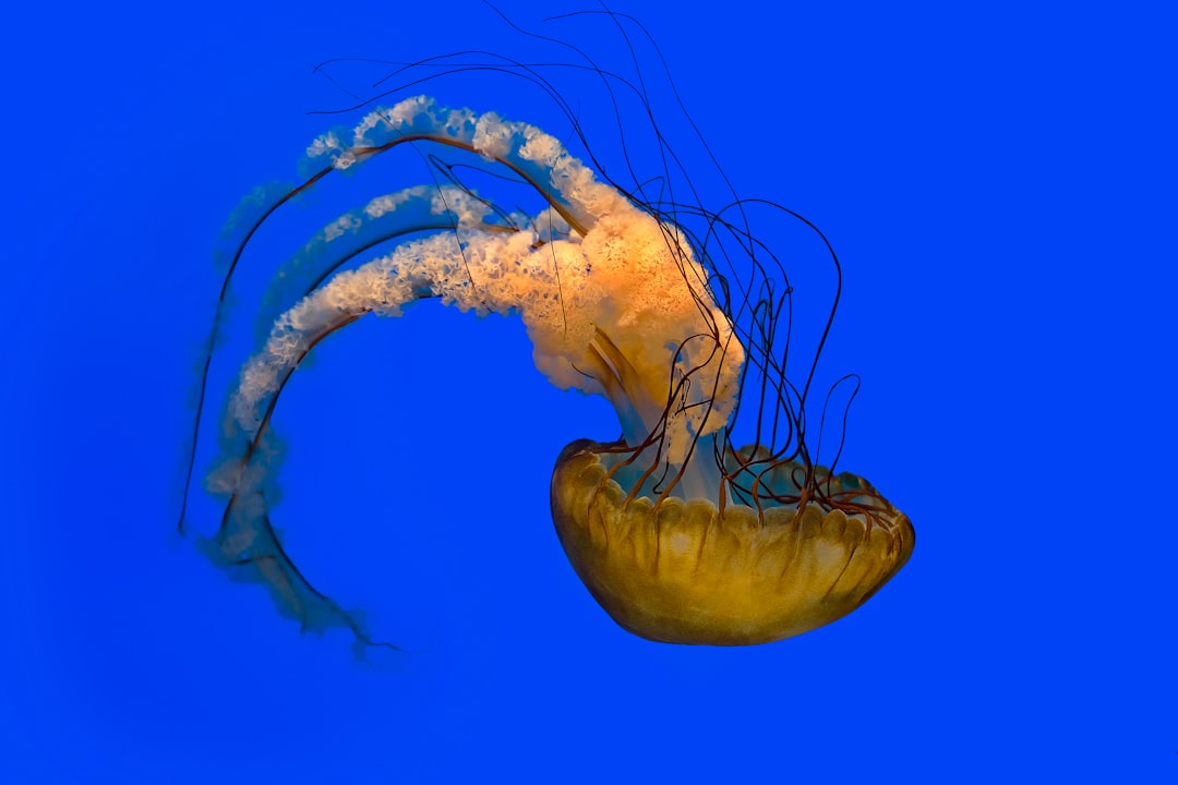 Astaxanthin