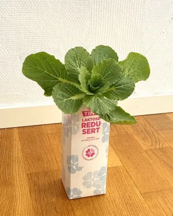 물냉이 재배 수경 재배 물 갈이 그늘 자리 잡기_5