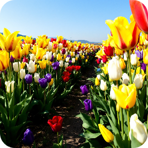 튤립축제 이미지