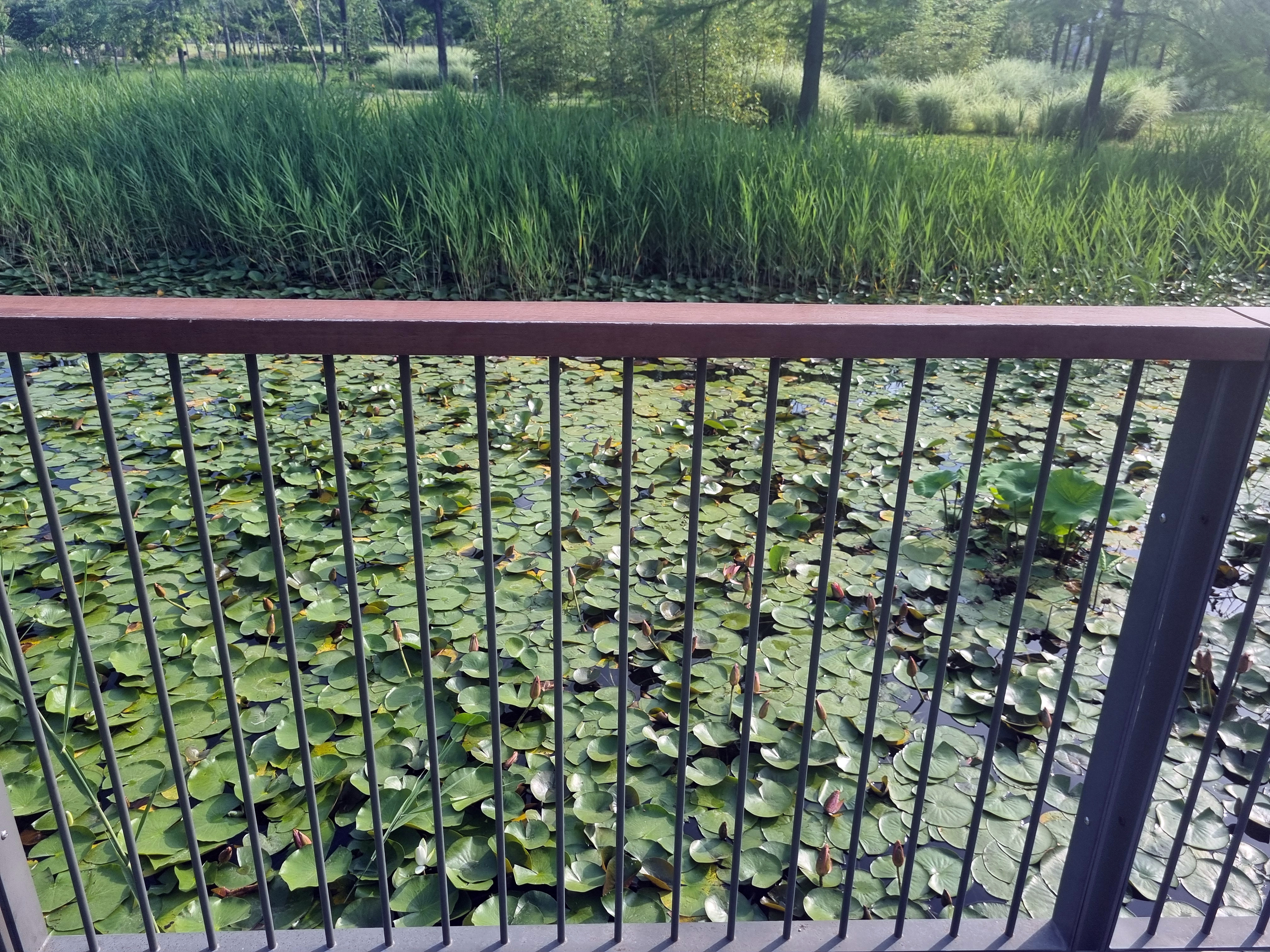 다리 옆 습지의 연꽃밭