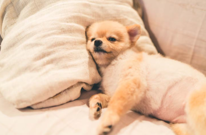 누워있는 강아지