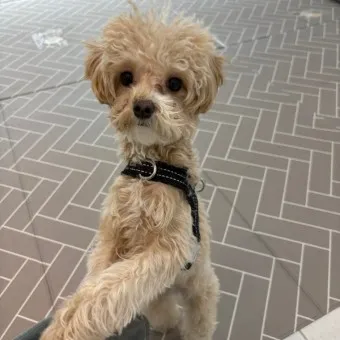 말티푸 단점 장점 성견 크기 분양가격_17