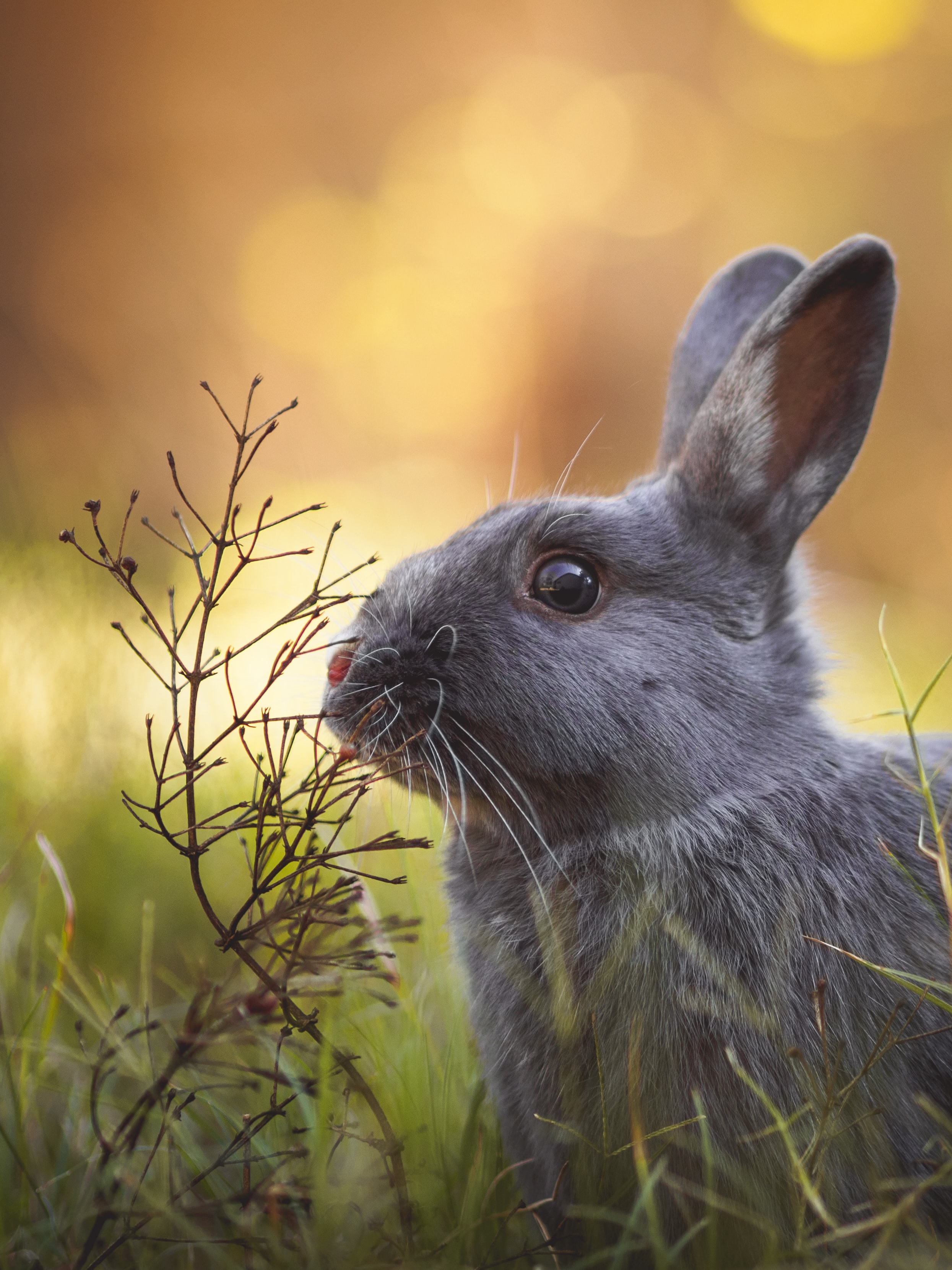2023-rabbit