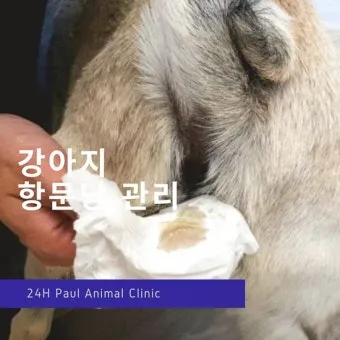 강아지 항문낭 안전하게 짜는 방법과 관리 요령_24