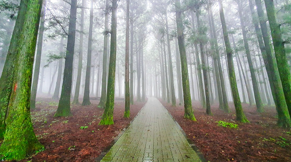절믈자연휴향림