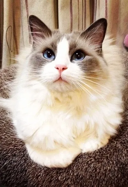 랙돌 고양이 유전병_2