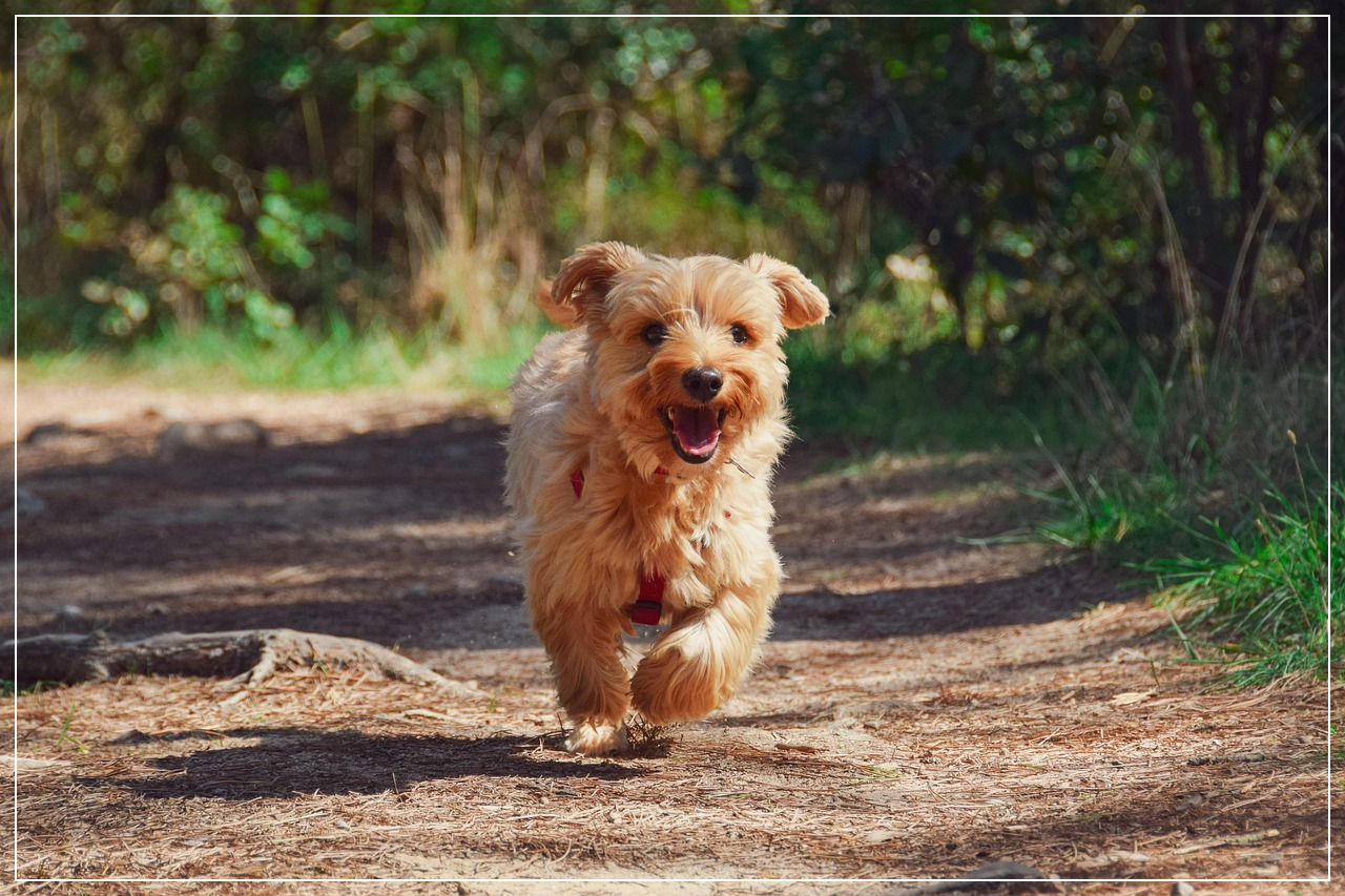 산책 중 발바닥 화상