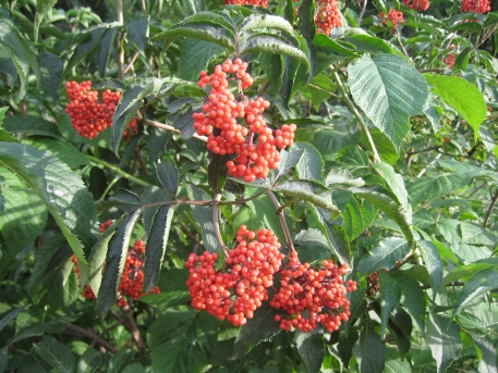 아왜나무 열매2