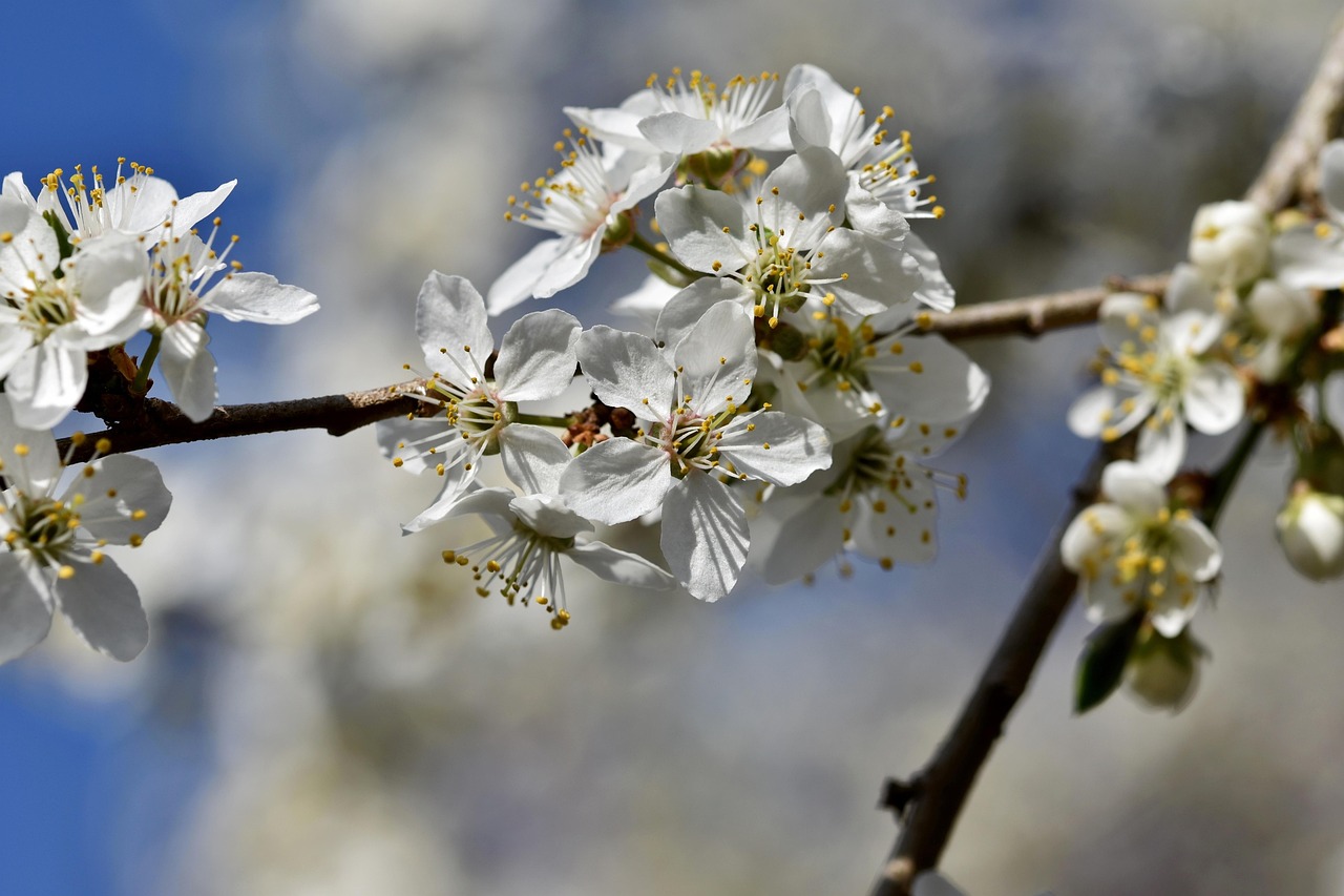 충남의 비밀 서산 개심사 매화 숲길 관련 사진