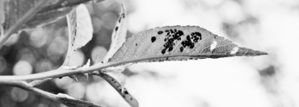 님오일 사용법: 적용 대상