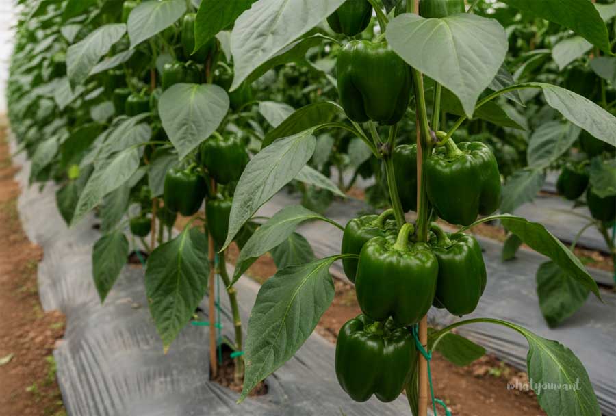 파프리카·피망, 요리별 사용 가이드