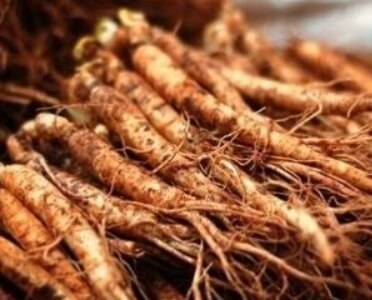 홍삼의 재료 수삼