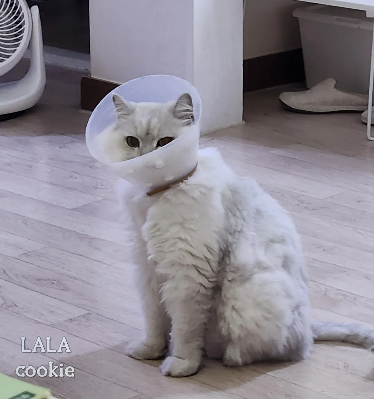 고양이-눈물-대처방법-넥카라한-고양이