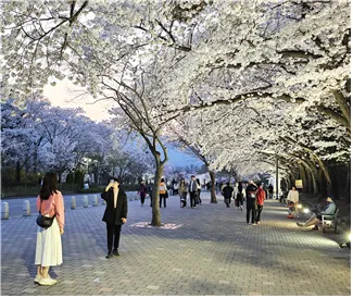 서울대공원 벚꽃축제 사진