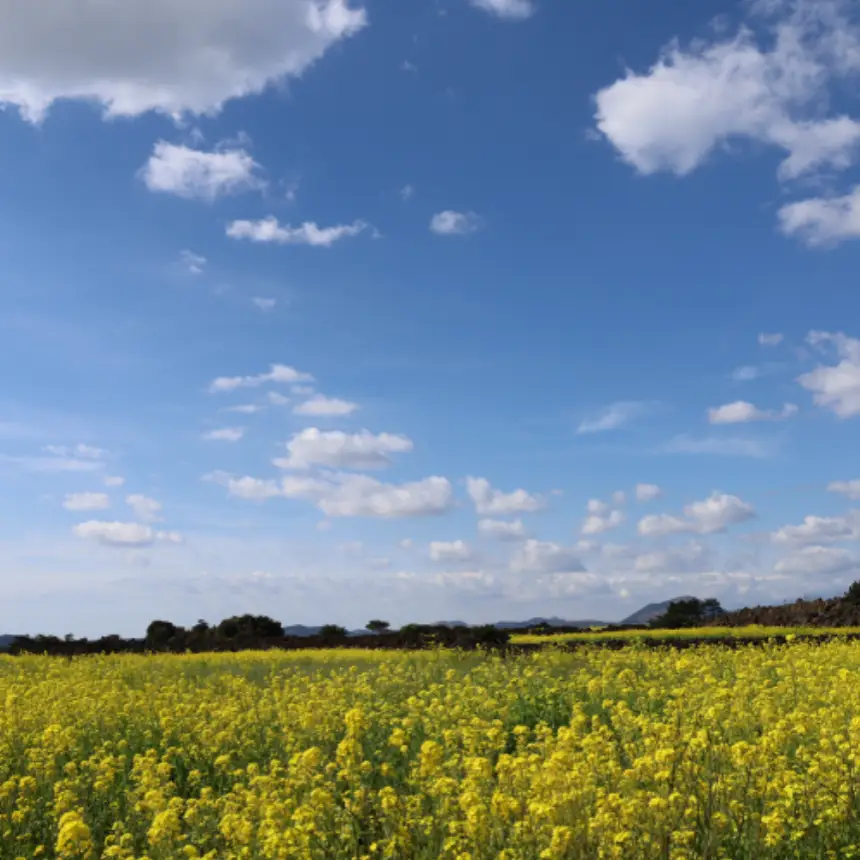 제주 동쪽, 제주 동부, 제주도 가볼만한 곳, 성산일출봉, 우도, 월정리 해변, 세화 해변, 비자림, 섭지코지, 아쿠아플라넷 제주, 제주 여행 꿀팁, 가족 여행, 커플 여행, 제주 당일치기