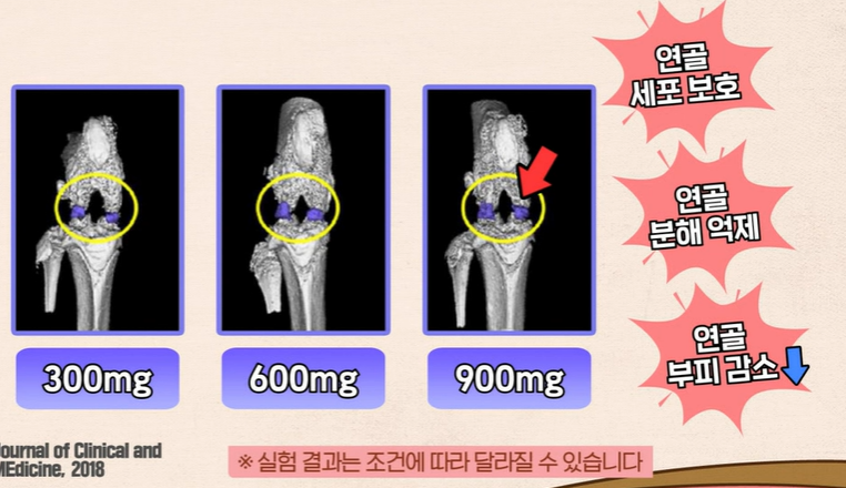 콘드로이친 효능
