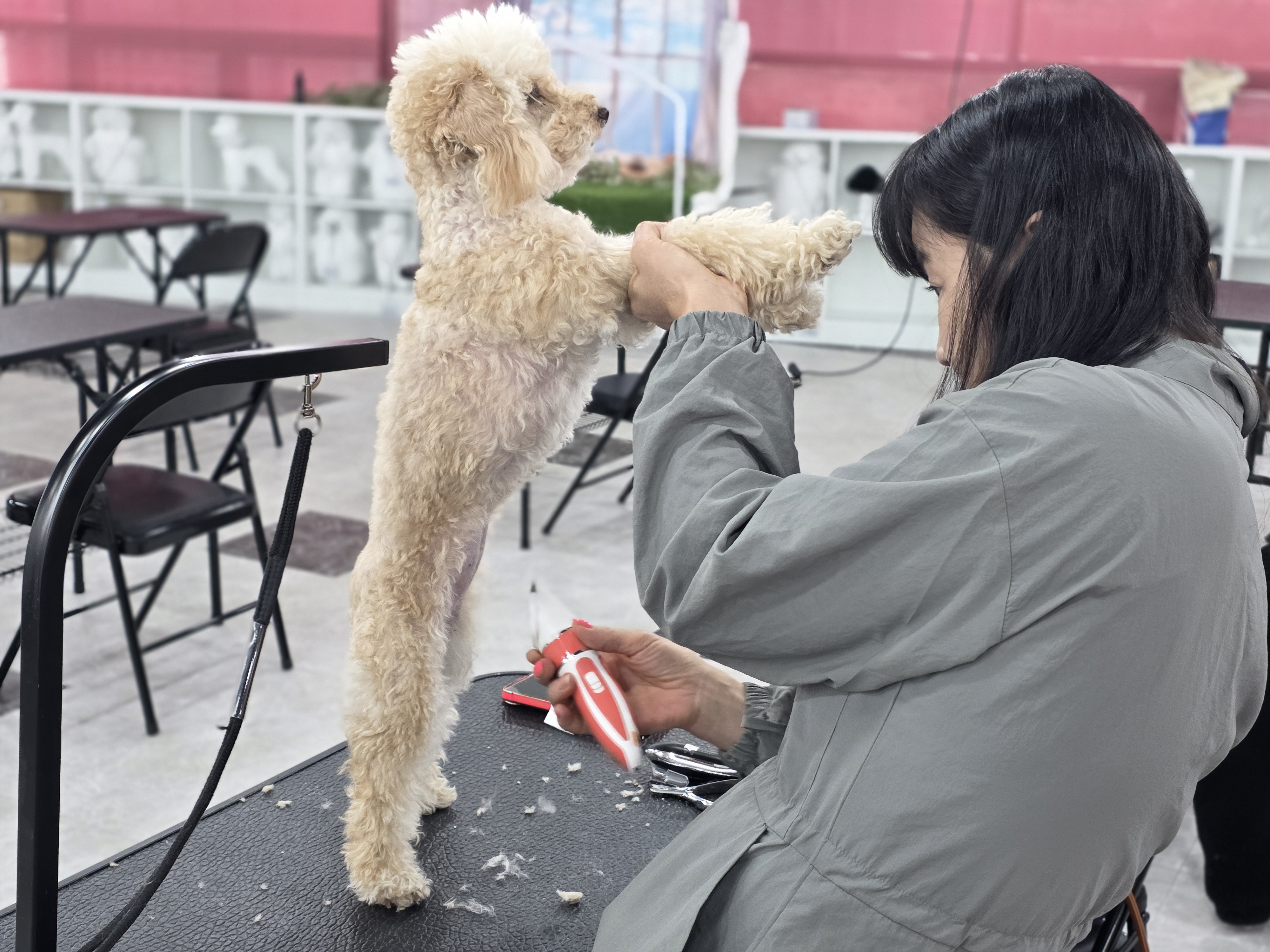 영통애견미용학원