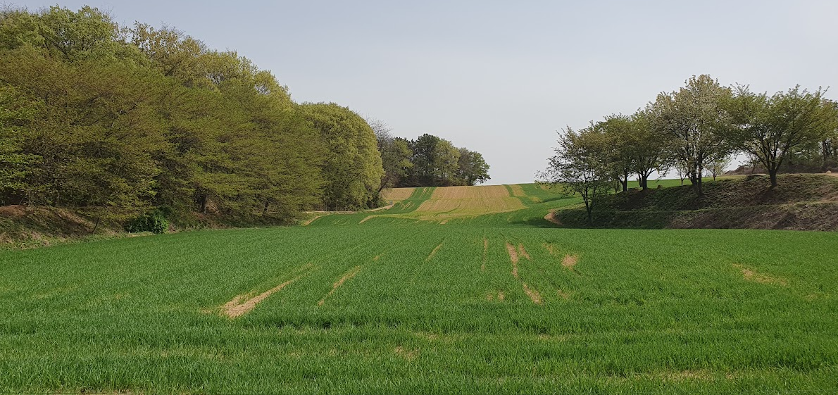 운동장 대 잔디밭 - 맨발 걷기는 어디가 더 좋을까요?