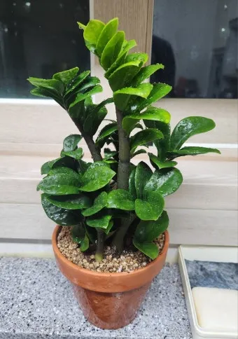 보석금전수 물주기 키우기 잎꽂이 꽃 노란잎 관리 재물운_26