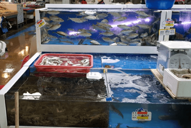 수족관안의-전어