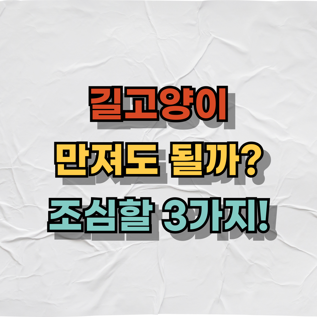 떠돌이 고양이, 만져도 될까요 조심해야 할 3가지 포인트