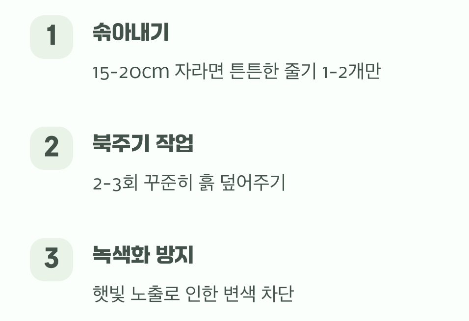 여름 감자와는 다른 관리법