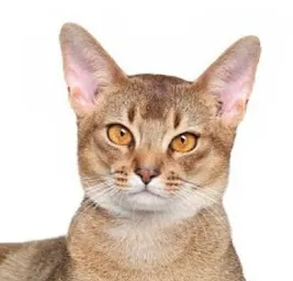 아비시니안의 특징과 기르는 방법