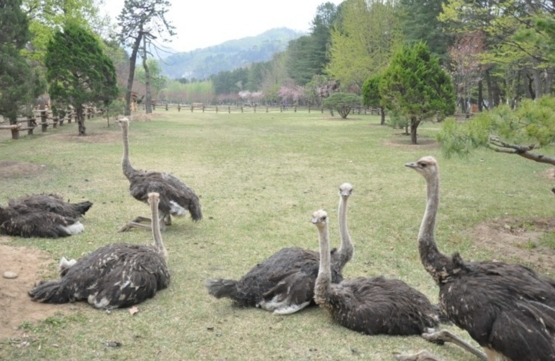 남이섬 깡타의 집 타조 이미지
