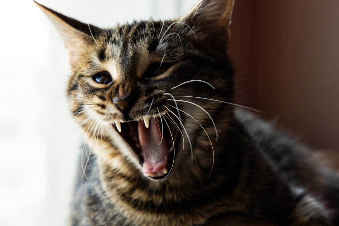Scream