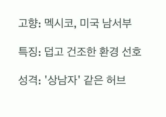 핫립세이지, 어떤 식물일까?