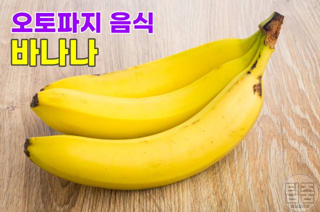 오토파지 단식 다이어트 오토파지 음식 바나나
