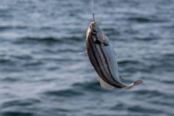 방어 제철 시기 및 효능