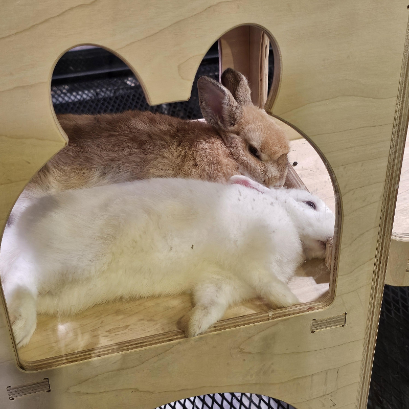 힘들어보이는 토끼