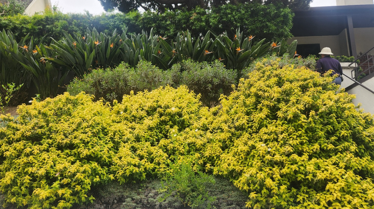 앞: Golden Duranta (Duranta erecta 'Gold Mound')
뒤: 극락조화 (Strelitzia reginae)