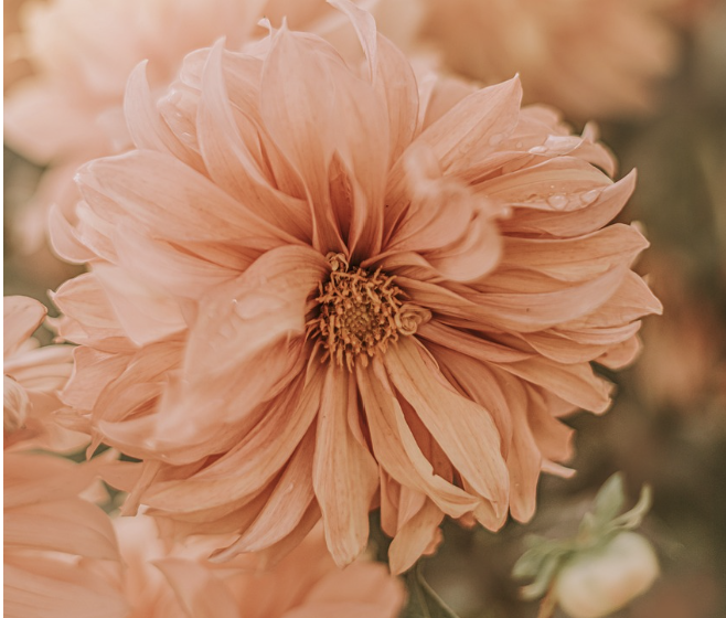 꽃잎의 광학적 특성을 모방한 태양 전지 효율 향상 기술