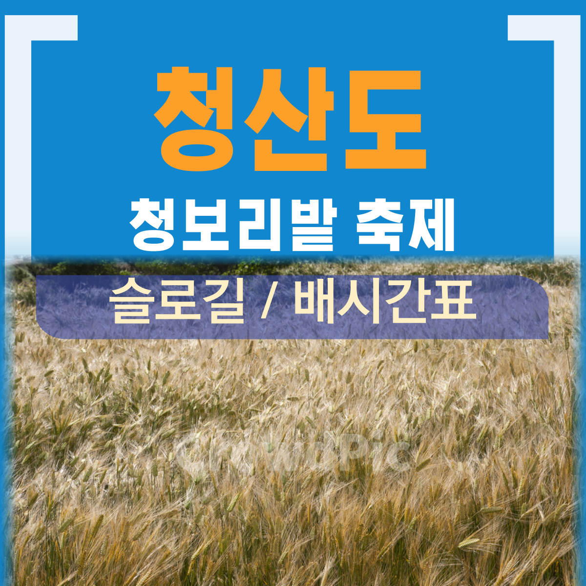 청산도 청보리밭 축제
