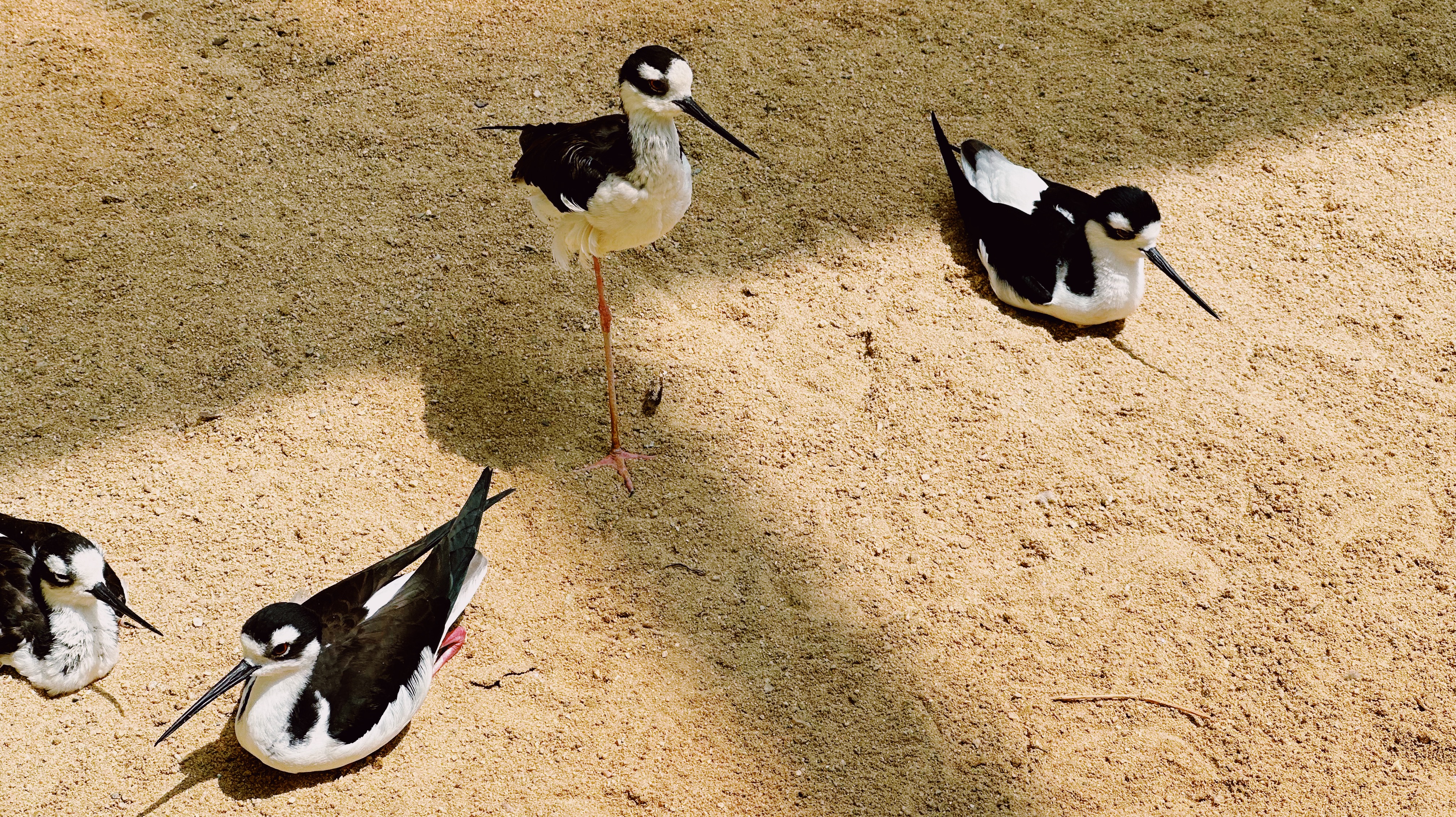 오월드 버드랜드