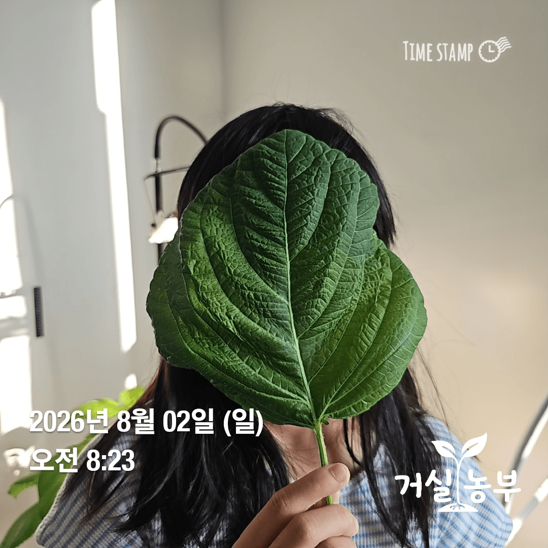 아이 얼굴보다 크게 자란 수경재배 깻잎