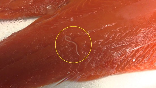 겨울-제철-방어-기생충-걱정-없이-맛있게-먹는-법
