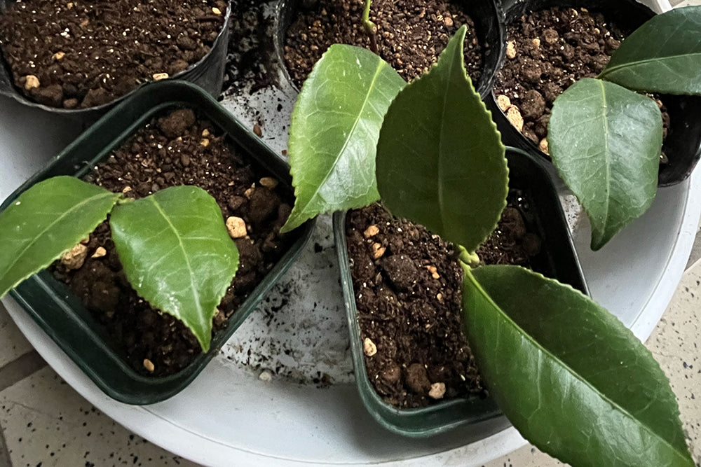 동백나무 삽목 방법