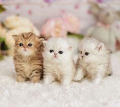 갈색-고양이-한마리와-흰색-고양이-두마리가-사이좋게-침대에-앉아있는-모습