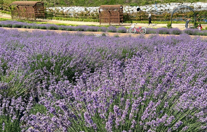 정읍허브원 라벤더