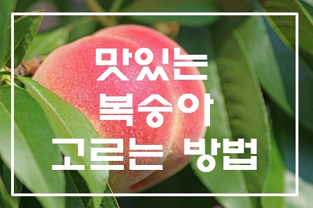 복숭아 고르는 법