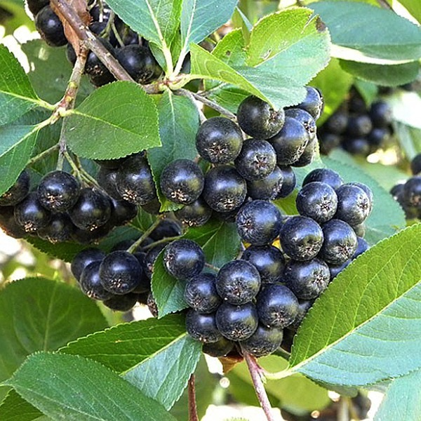 아로니아 효능 및 부작용