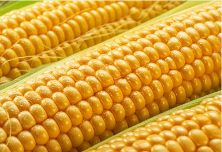 초당옥수수 전자레인지로 찌는 방법