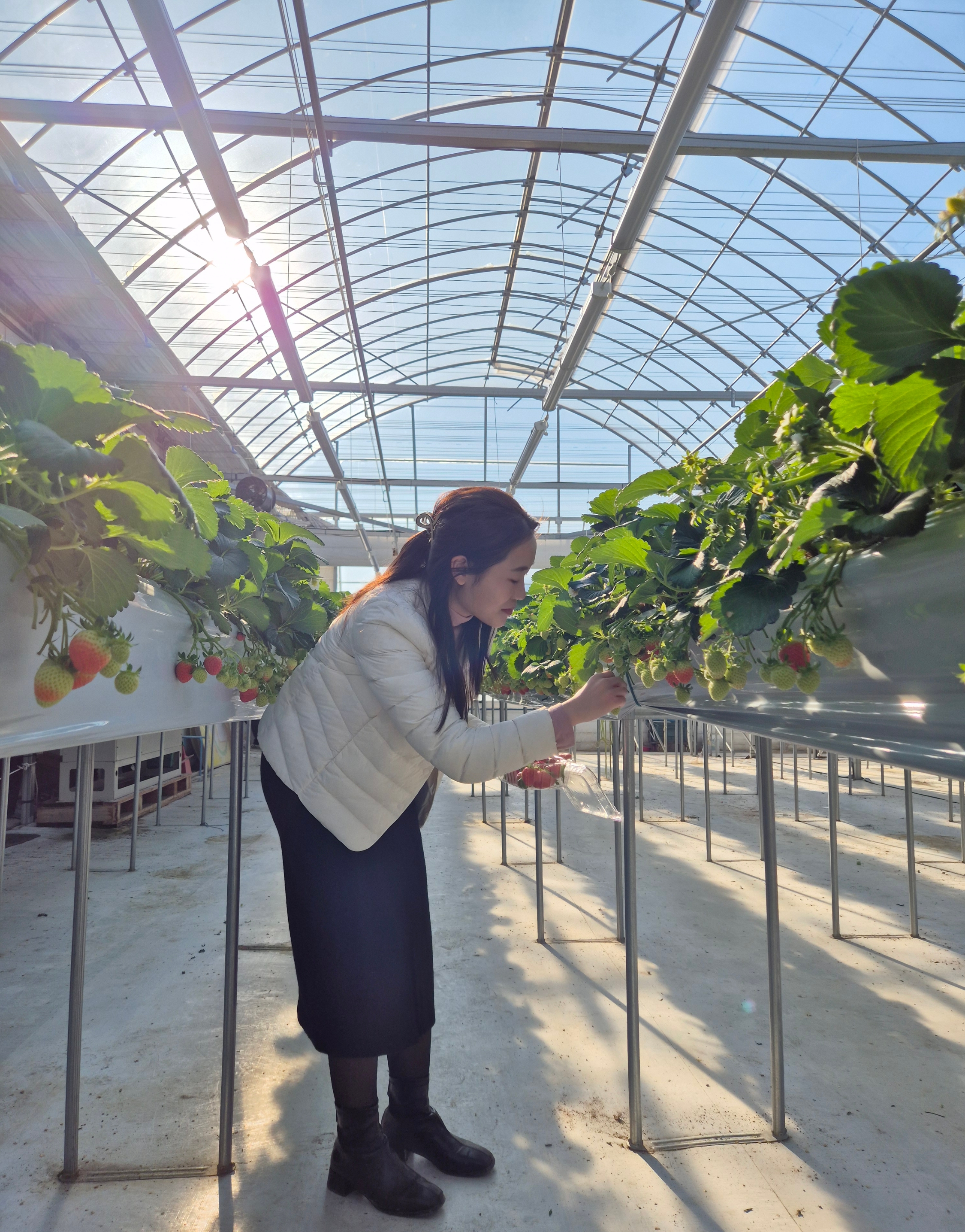 남양주 딸기 농장의 딸기체험을 하는 모습