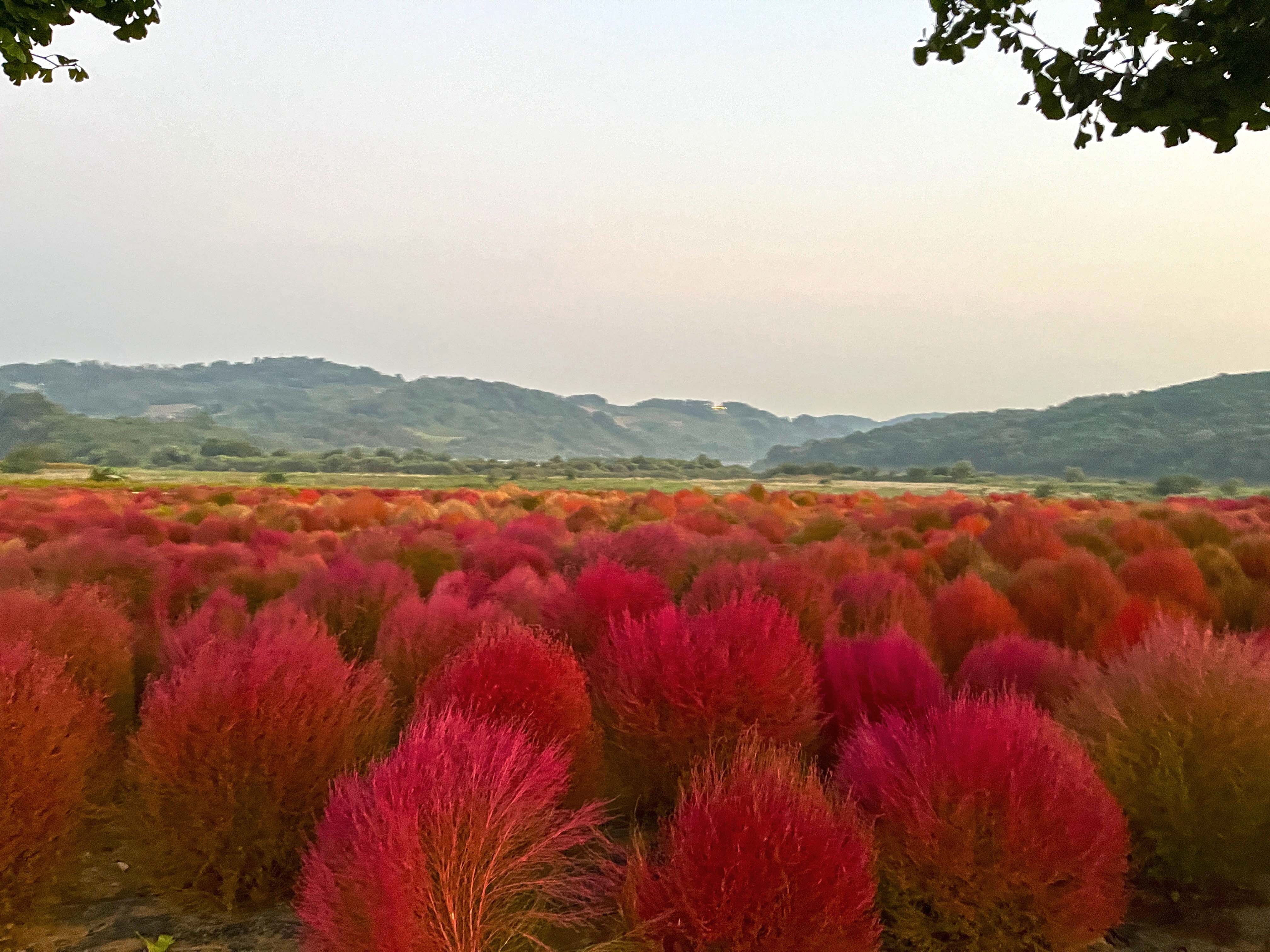 연천 임진강 댑싸리 공원