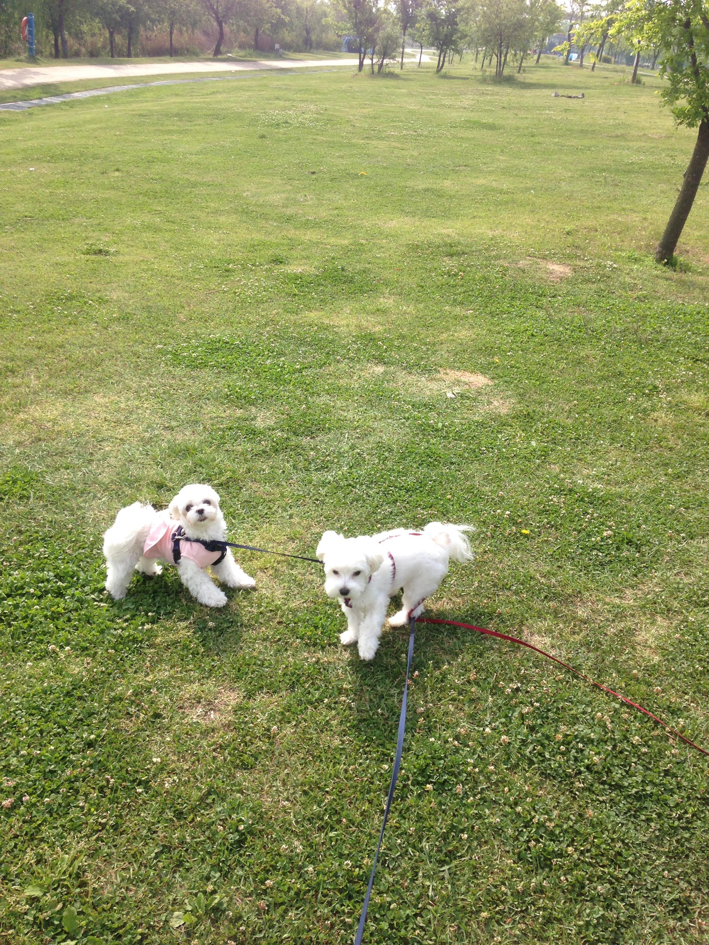 강아지 산책